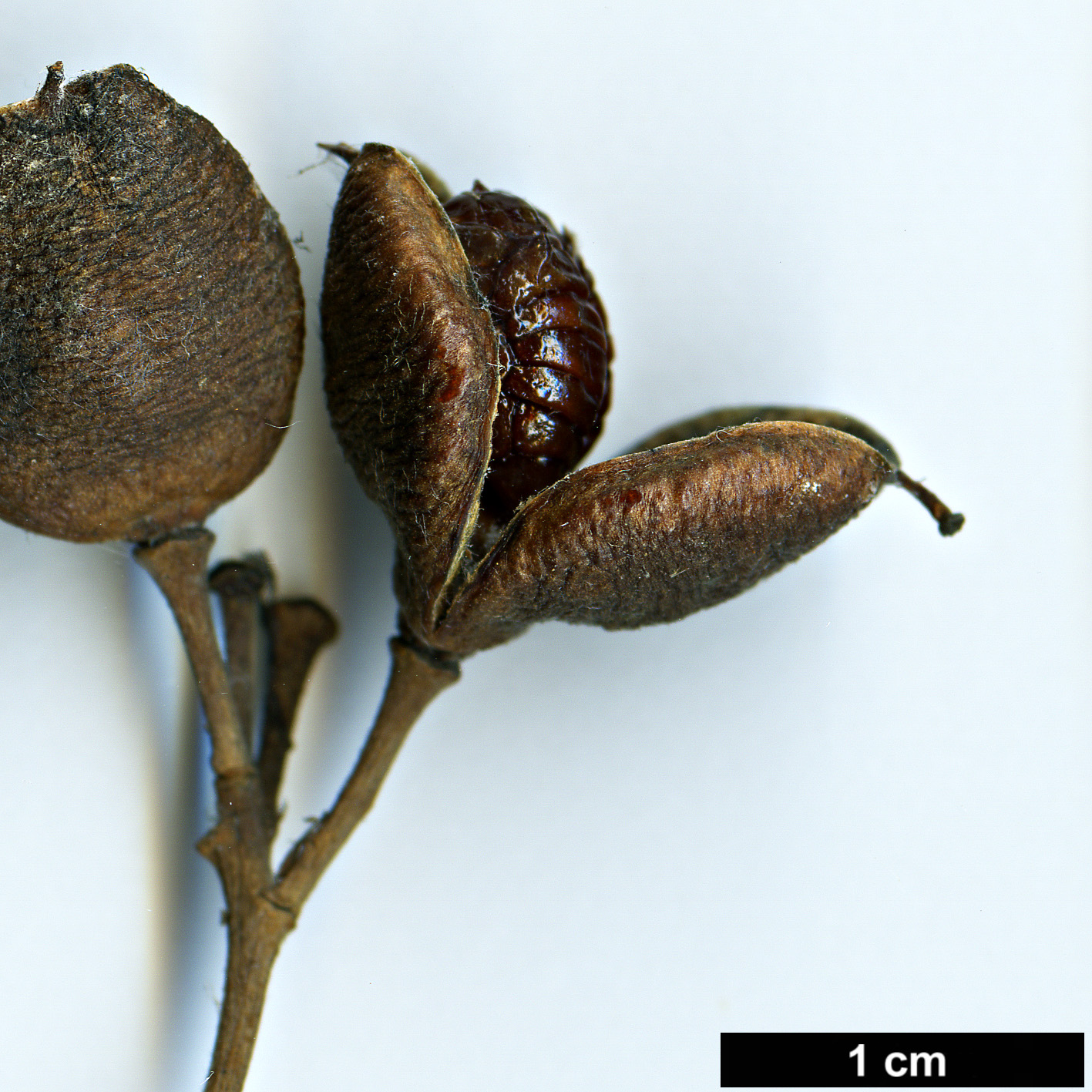 High resolution image: Family: Pittosporaceae - Genus: Pittosporum - Taxon: undulatum